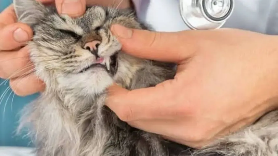 Veterinary Dentistry