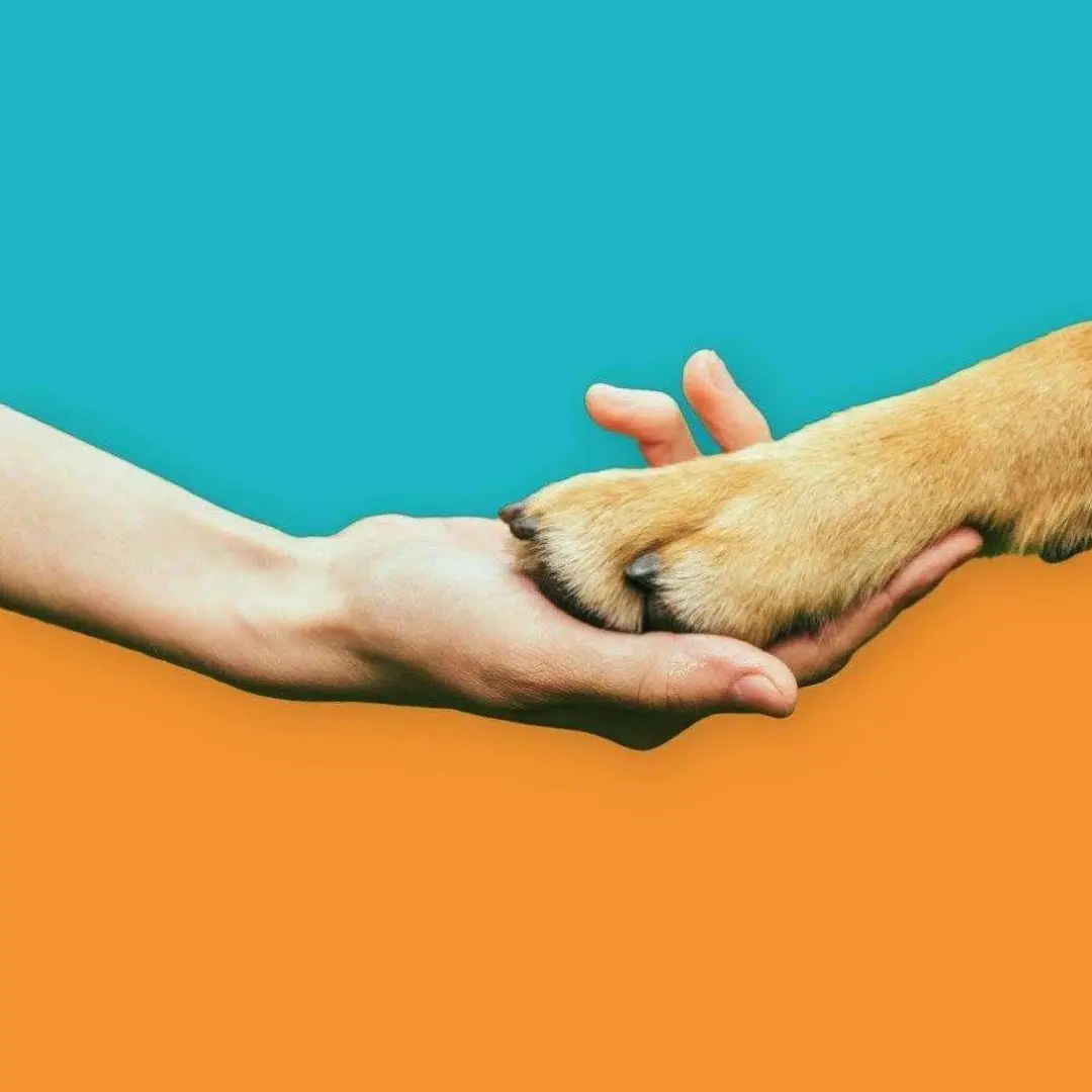 We are not just a clinic; we are your partner in your pet's health.