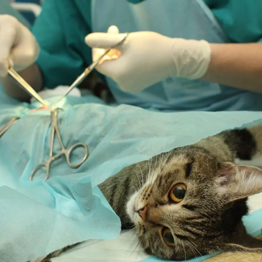 Surgery